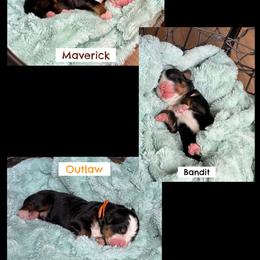 3rd pick - male - Black rust and white male Bernese Mountain Dog puppy in Fitzgerald, Georgia from Southern Charm Bernese