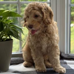 Flint - Caramel male Australian Labradoodle puppy in Fremont, New Hampshire from Birchwood Labradoodles