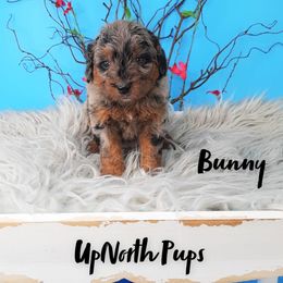 Aussiedoodles, Goldendoodles, and Sheepadoodles from UpNorth Pups