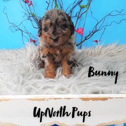 Aussiedoodles, Goldendoodles, and Sheepadoodles from UpNorth Pups