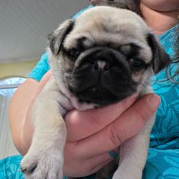 Trixie - Fawn female Pug puppy in Rutherfordton, North Carolina from Sweetie Pie Pugs