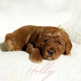 Goldendoodle Puppies from Blissful Doodles