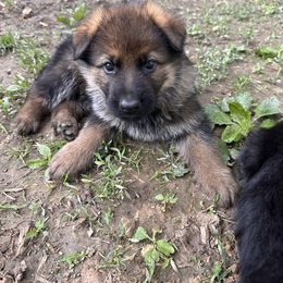 German Shepherd Puppies from Segen Von Gott German Shepherd’s