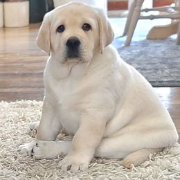Labrador Retriever Puppies from Sound View Labradors East