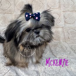 Tiki - Gold female Shih Tzu puppy in Tehachapi, California from Shih Tzu Crue