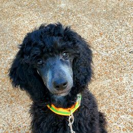 Abel - Poodle puppy in Manchester, Missouri from Perfect Poodles and Doodles LLC