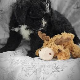 Bernedoodle Puppies from Cathy's Bernedoodles