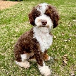 Boomer - Bernedoodle
