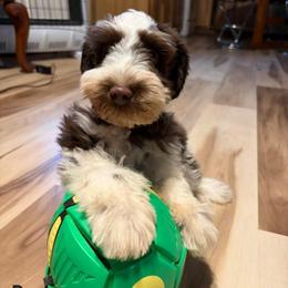 Sweet Pup's S'mores - Parti male Miniature Schnauzer puppy in North Zulch, Texas from Sweet Pup Schnauzers