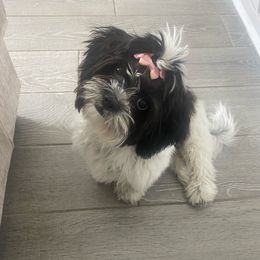 Raven - Shih Tzu