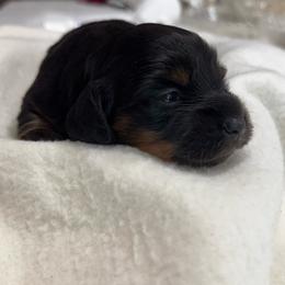 Adelaide - Black and tan female Dachshund puppy in Glen Saint Mary, Florida from 🍯 Honey Pot Dachshunds 🐾