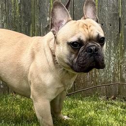 WALKER - French Bulldog