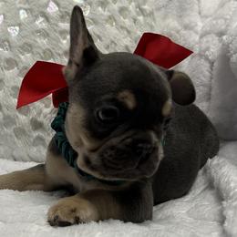 Cooper - Blue male French Bulldog puppy in Peru, Indiana from Angie's Little Bostons And Frenchies