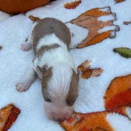 Millie - Red merle and white female American Corgi puppy in Stillwater, Oklahoma from Steele Family Farms