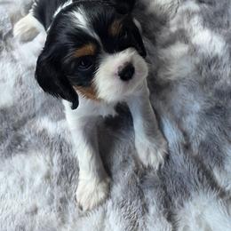 Maavi - Tri-color female Cavalier King Charles Spaniel puppy in Lehi, Utah from Angels and Nobility Cavaliers