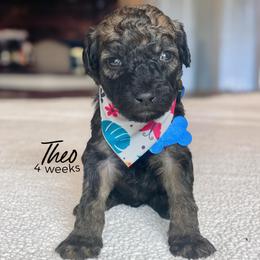 Theo - Wheaten male Whoodle puppy in Knoxville, Tennessee from Fleury Farm Doodles TN