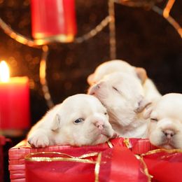French Bulldog Puppies from Exquisite Taste Kennels