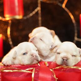 French Bulldog Puppies from Exquisite Taste Kennels