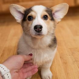 Ponderosa - Fawn female Pembroke Welsh Corgi puppy in Fortine, Montana from North Star Pembroke Welsh Corgi's