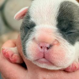 Hot Pink Boy - Brindle and white male French Bulldog puppy in New Hampton, New Hampshire from Kismet French Bulldogs
