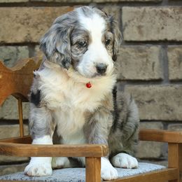 Girl 1 - Blue merle Aussiedoodle puppy in Ashland, Ohio from Part of the Family