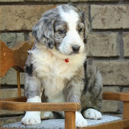 Girl 1 - Blue merle Aussiedoodle puppy in Ashland, Ohio from Part of the Family