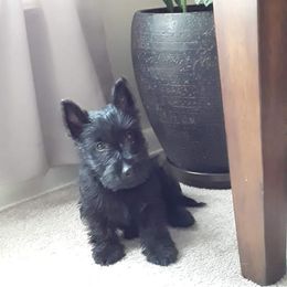 Scottish Terrier Puppies from Midwest Scotties