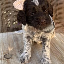Diamond - Chocolate female Australian Labradoodle puppy in Morgan Hill, California from Loving Labradoodles