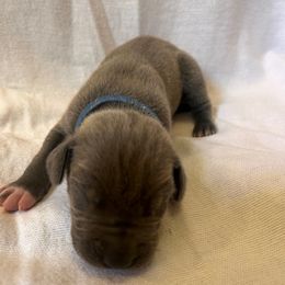 Blue Boy - Blue and white male Great Dane puppy in Albertville, Alabama from Wild Willow Danes