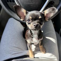 Batman - Black and tan male Chihuahua puppy in Spring Hill, Florida from Stardom Chihuahuas