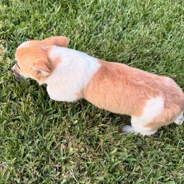 Girl 3 - Sable female Pembroke Welsh Corgi puppy in Snelling, California from A/L Corgi Canines