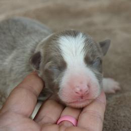 Orange Collar - Lilac male Border Collie puppy in Courtland, Alabama from C Bar C Ranch Border Collies