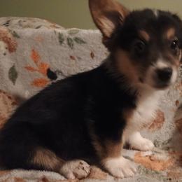 Boy 2 - Black and tan male American Corgi puppy in Pioneer, Michigan from Country Corners Corgis
