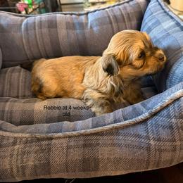 Robbie - Red sable male Havanese puppy in Hudson, New York from Havanese of Claverack and Hudson Valley Labradors