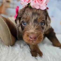 Billie - Red merle female Aussiedoodle puppy in Prescott Valley, Arizona from Ramirez Family Doodles