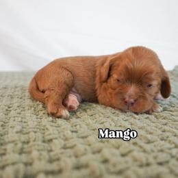 Mango Chocolate Ruby (bb) - Chocolate male Cavalier King Charles Spaniel puppy in Nampa, Idaho from Heart Mountain Cavaliers & Floating Feathers Kennel