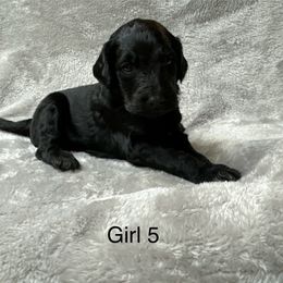 Goldendoodle Puppies from Bell’s Goldendoodles