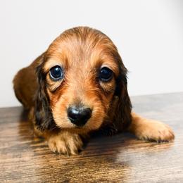 Wilder - Red male Dachshund puppy in Sylvania, Alabama from Yancey’s Doxies