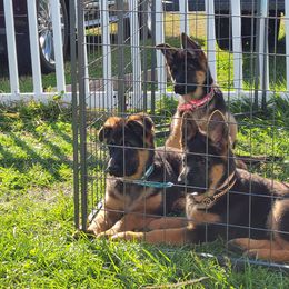 German Shepherd Puppies from End of the Trail Farm & Kennels