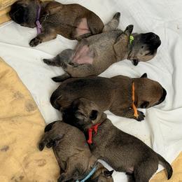 Cairn Terrier puppies from Stoneridge Kennel