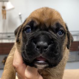 Boxer Puppies from Furevermore Boxers