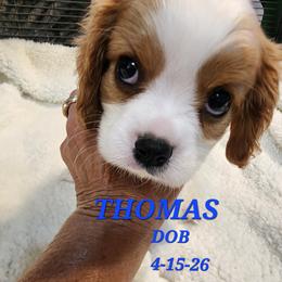 AKC THOMAS - Blenheim male Cavalier King Charles Spaniel puppy in Joplin, Missouri, Missouri from HOL-A-DA CAVALIERS