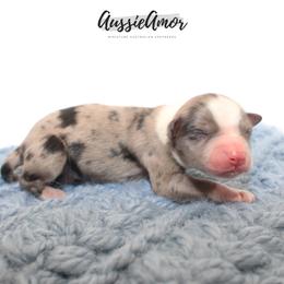 Blue Merle 6 - Blue merle male Miniature Australian Shepherd puppy in Pinehurst, Texas from Aussie Amor