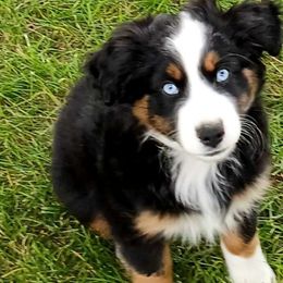 Mabel - Black tri Miniature Australian Shepherd puppy in Viking, Minnesota from Son Shine Farm