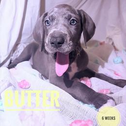 Butter - Blue female Great Dane puppy in Columbus, Ohio from Von Schaaf Haus DuPree
