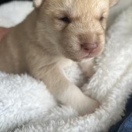Alma - Red and white female Siberian Husky puppy in Bangs, Texas from Final Siberians
