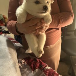 American Eskimo Dog Puppies from Little Bear Kennels