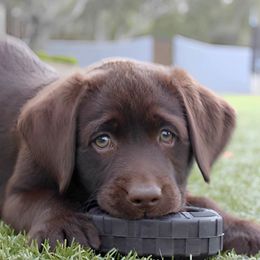 Labrador Retrievers from Labradors of the Valley