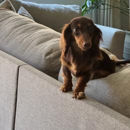 Izzy - Chocolate and tan female Dachshund puppy in Madera, California from Royal Dachshunds