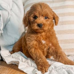 Elton - Red  male Goldendoodle puppy in Iola, Texas from Supreme Doodles of Texas